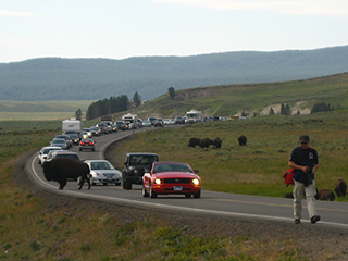 04-05-2 All cars gave thw way to a crossing bison